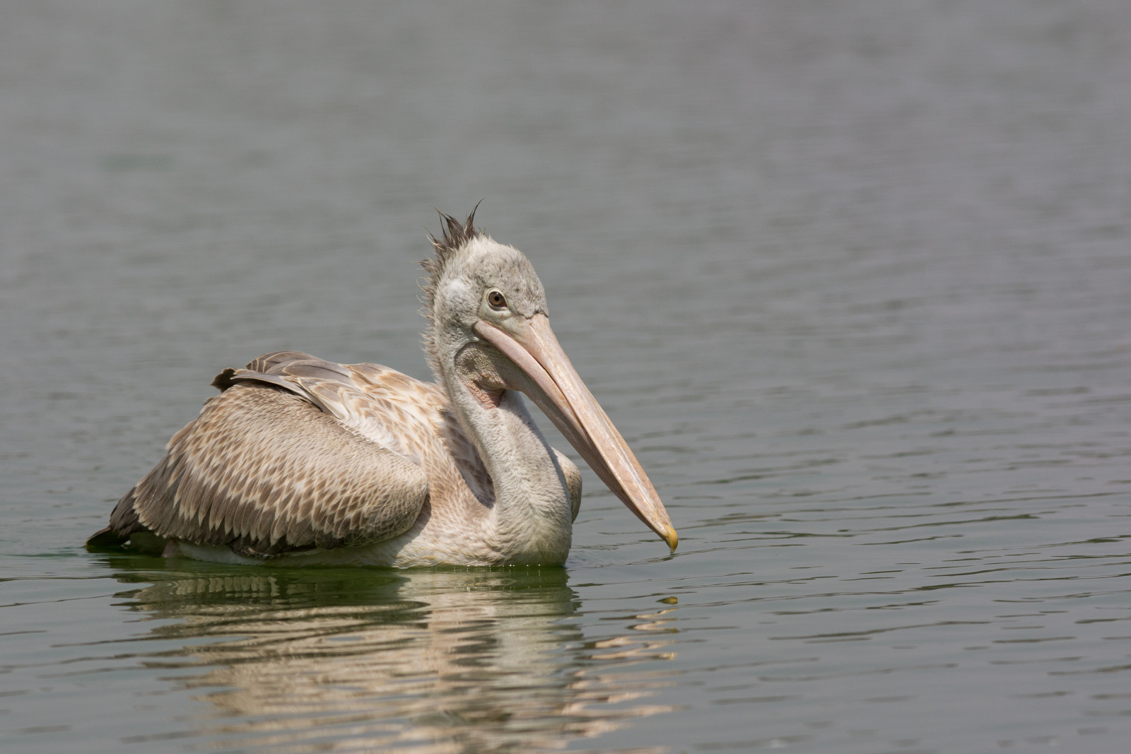 image Spot-billed Pelican